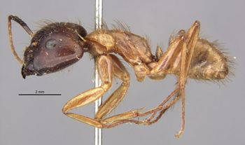 Media type: image;   Entomology 21503 Aspect: habitus lateral view